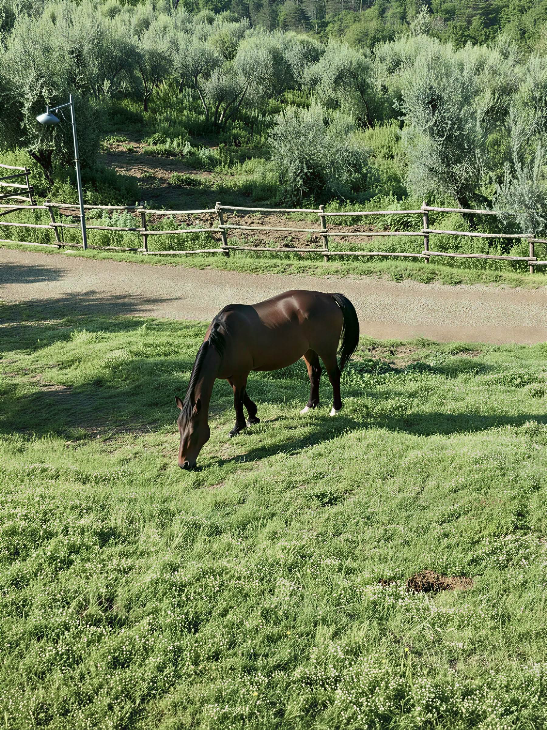 ヨガ、ハイキング、乗馬