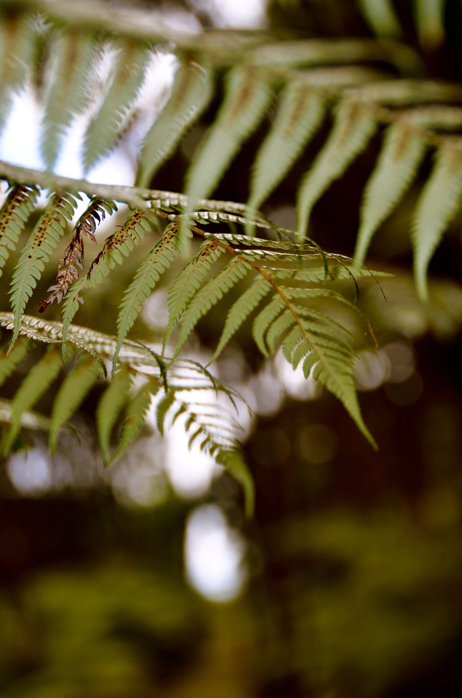 レジリエンス - 強さ