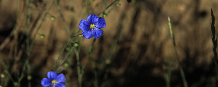 癒やしの音、癒やしの植物：キルタンの詠唱、サウンドヒーリング＆野草