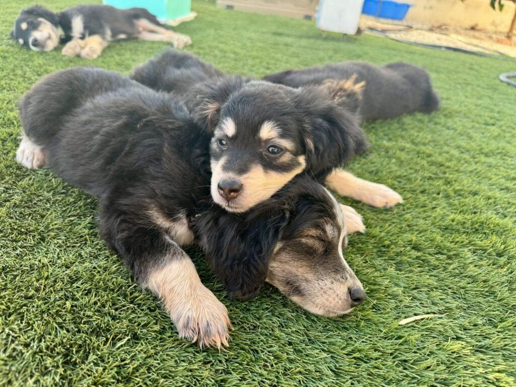 子犬ヨガクラス
