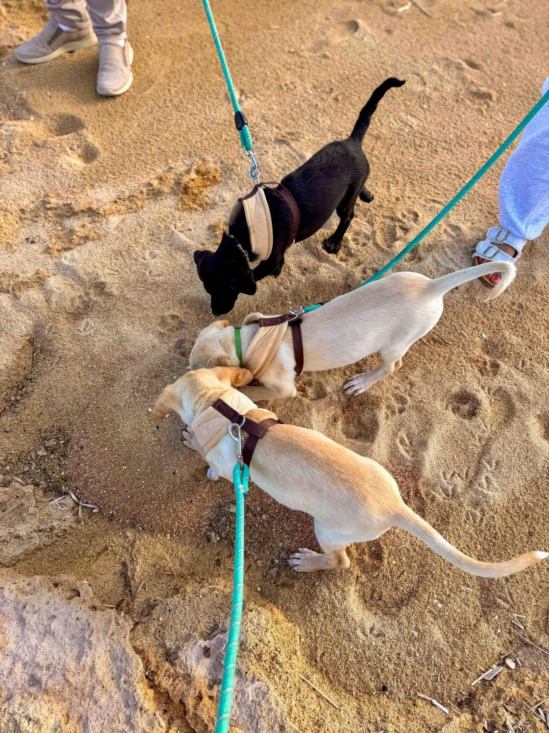 子犬とのビーチウォーク