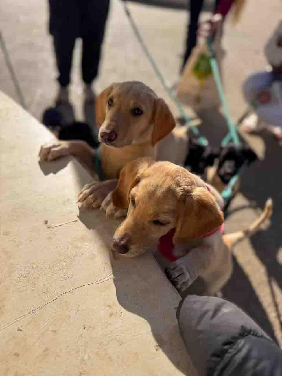 子犬とのビーチウォーク