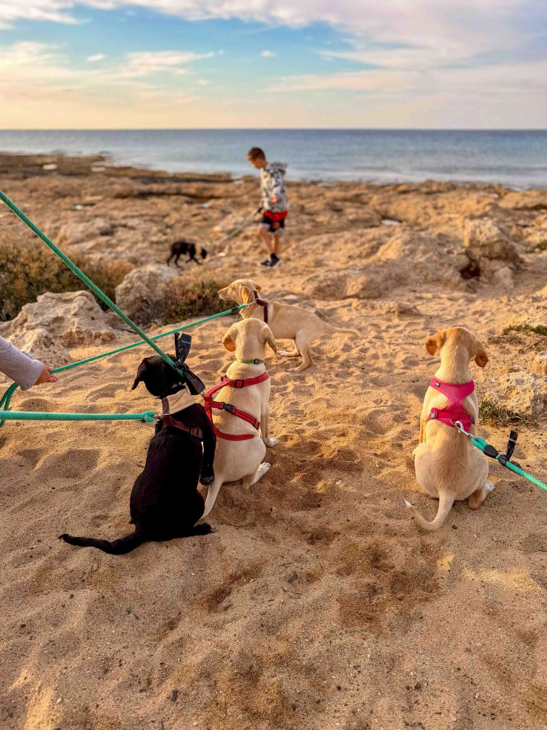 子犬とのビーチウォーク