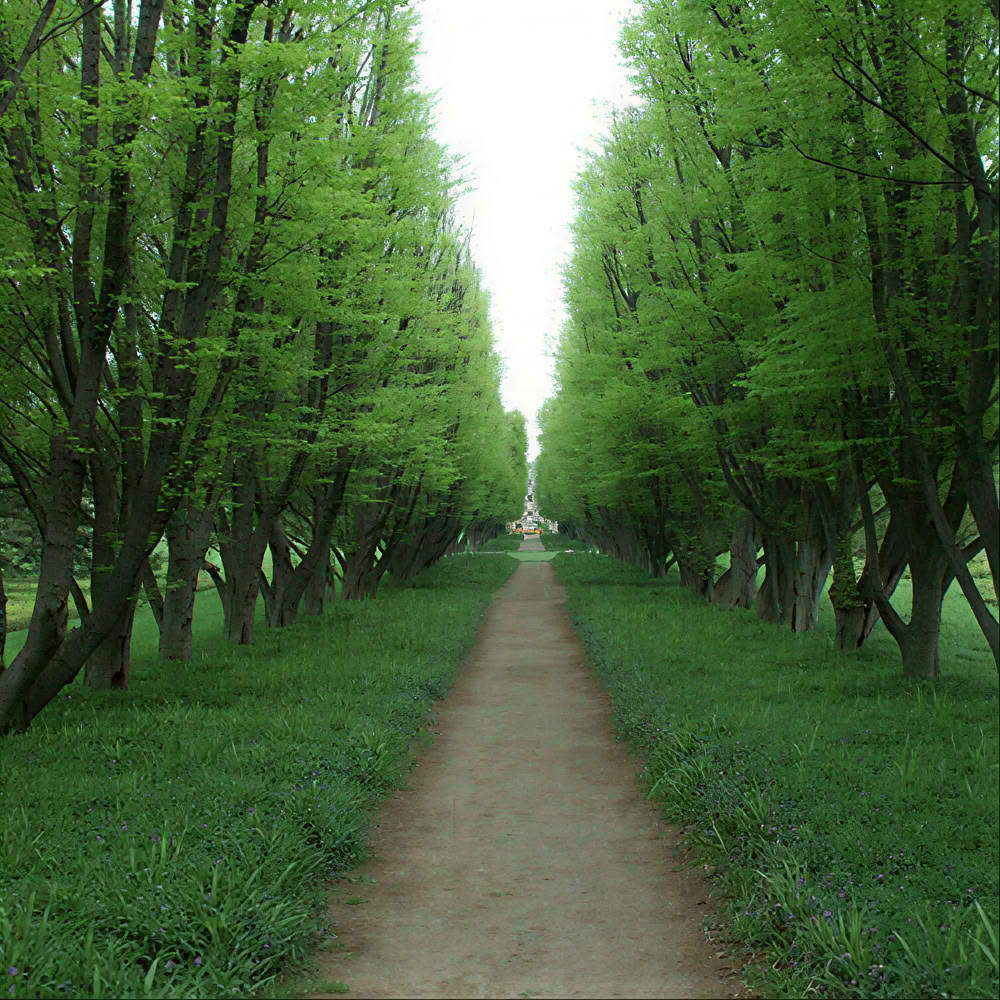 マインドフルネスの森 🌳 体験