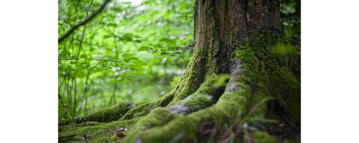 マインドフルネスの森 🌳 体験