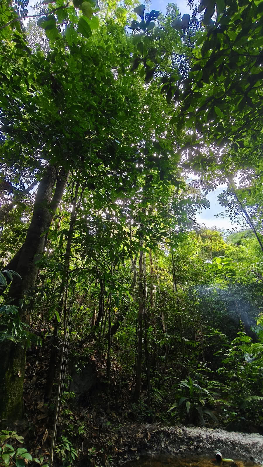 ナチュラリア・リトリートセンター｜ペルーでのアヤワスカ・リトリート