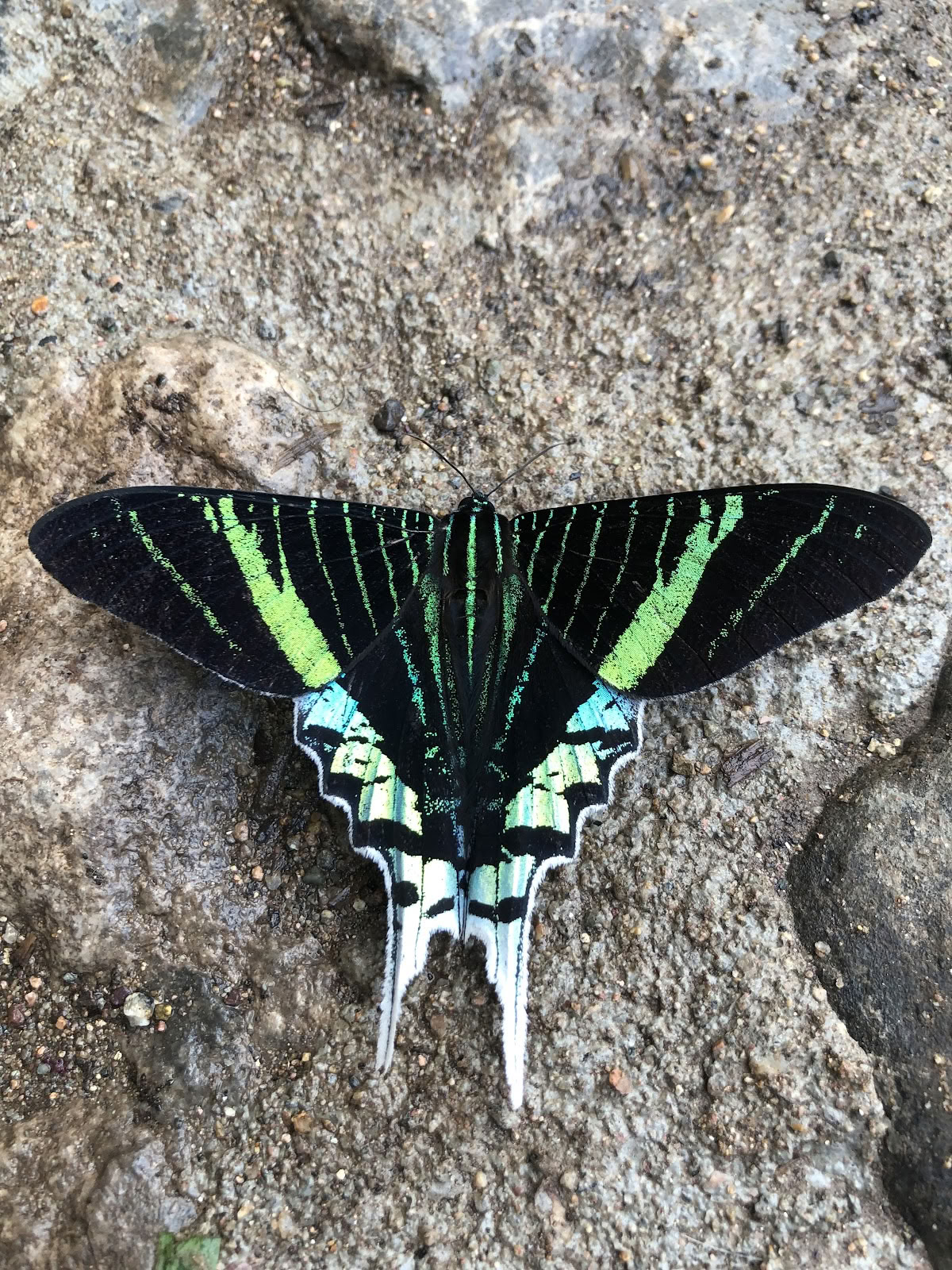 ジルヤイ