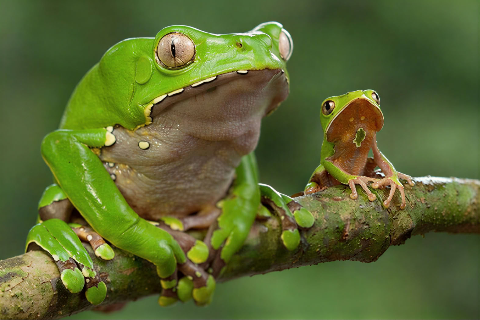 ãã£ã«ã»ã«ãã»ã·ã£ãŒãããã¯ã»ããŒãªã³ã°ã»ã»ã³ã¿ãŒ