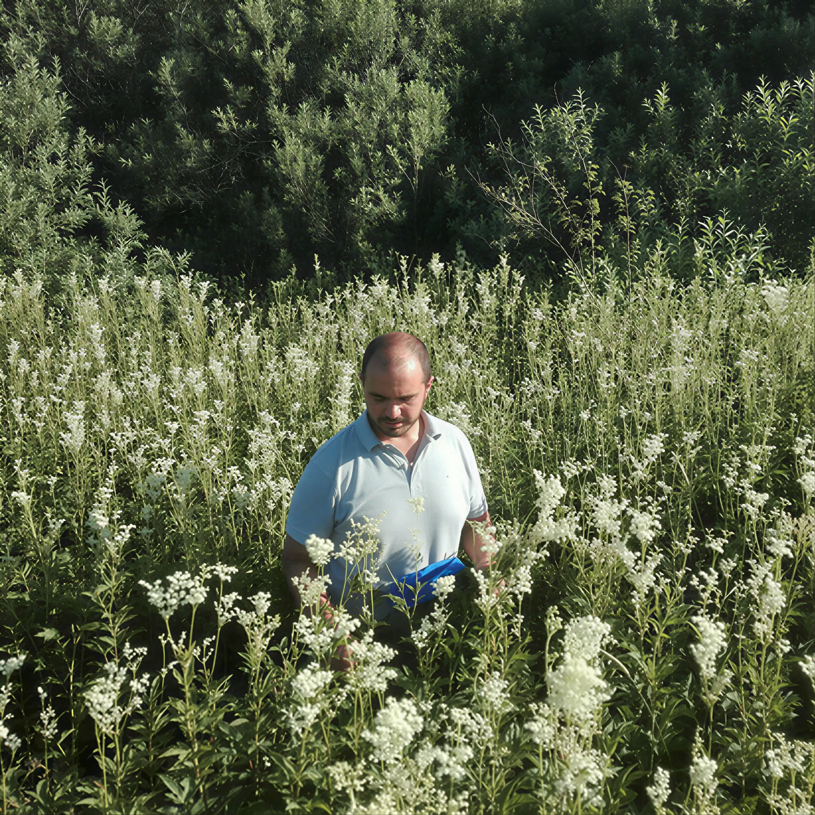 Francesco Tomaselli